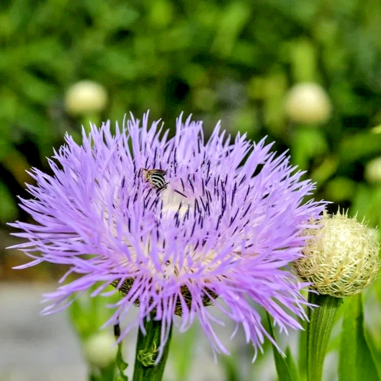 100 American Rose Seeds, Centaurea Aloha, Starflower, American Basketflower