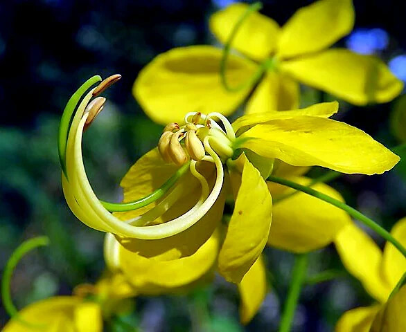 GOLDEN SHOWER TREE SEEDS (Cassia fistula) Weeping Gold Rush Yellow Flowers Fast