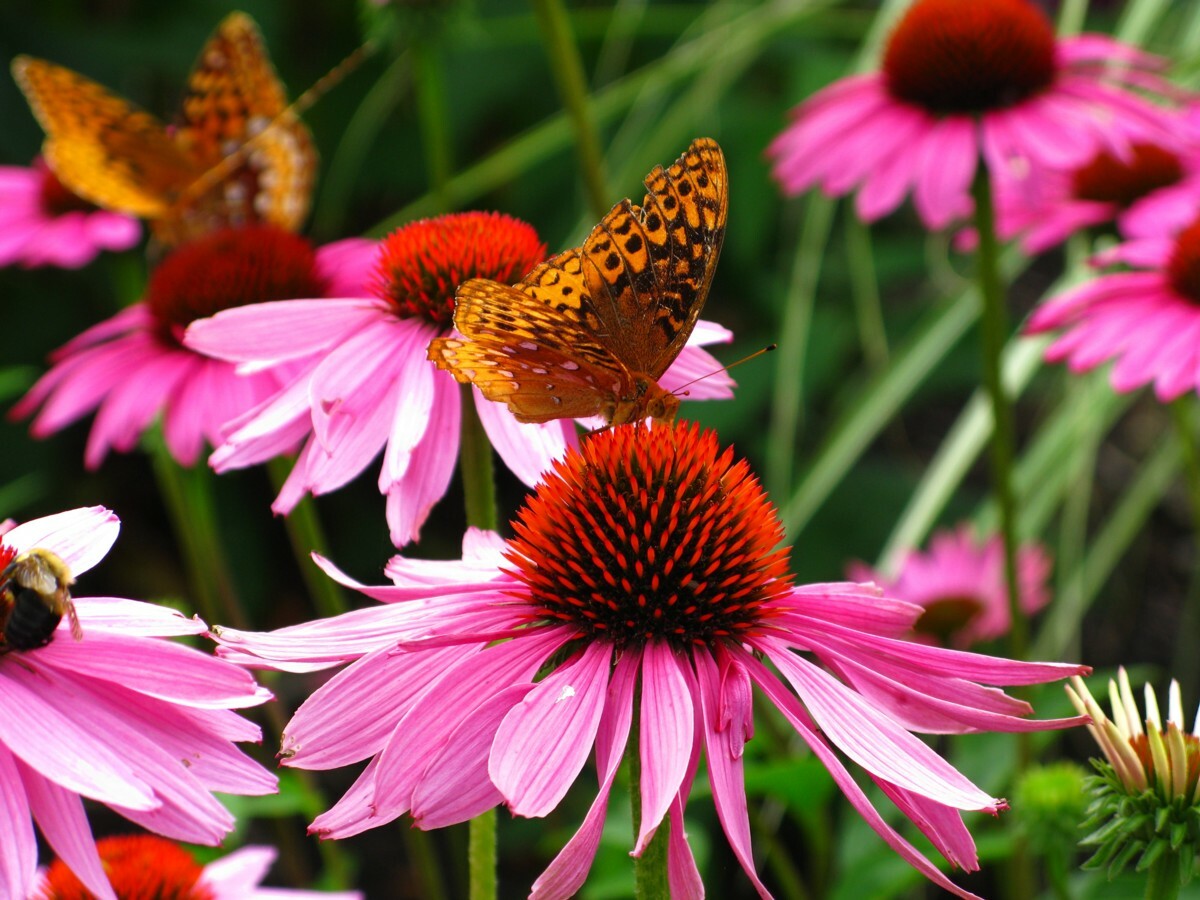 70 Echinacea Rudbeckia Purpurea Purple Coneflower Seeds~NY Botanical Garden Club