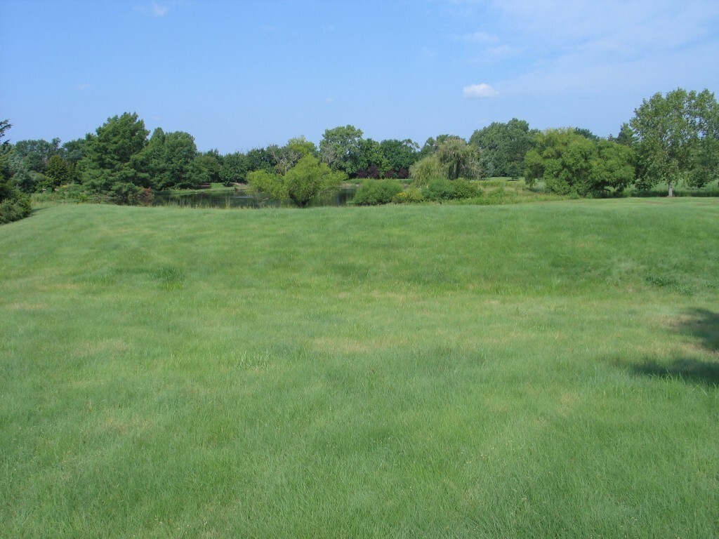 1 pound BUFFALO GRASS Seed Native Prairie Sedge Low Maintenance Drought Heat
