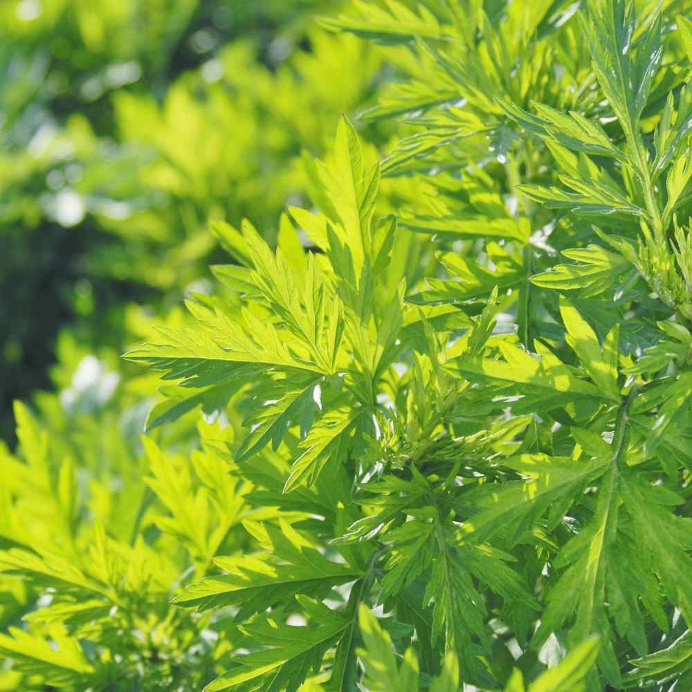 10000 Seeds Mugwort Herb Seeds For Planting – Artemisia Vulgaris