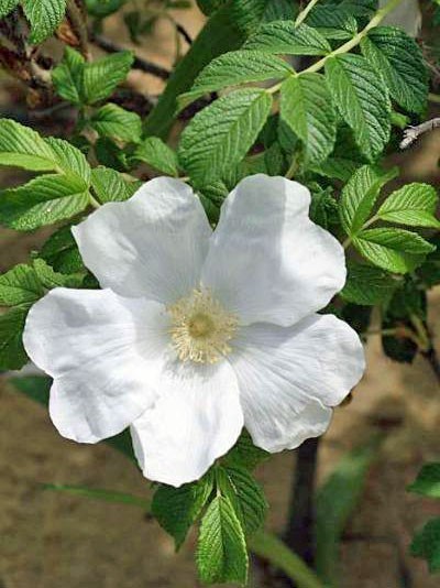 Rosa rugosa var. alba | Rugosa Rose | 25 Seeds
