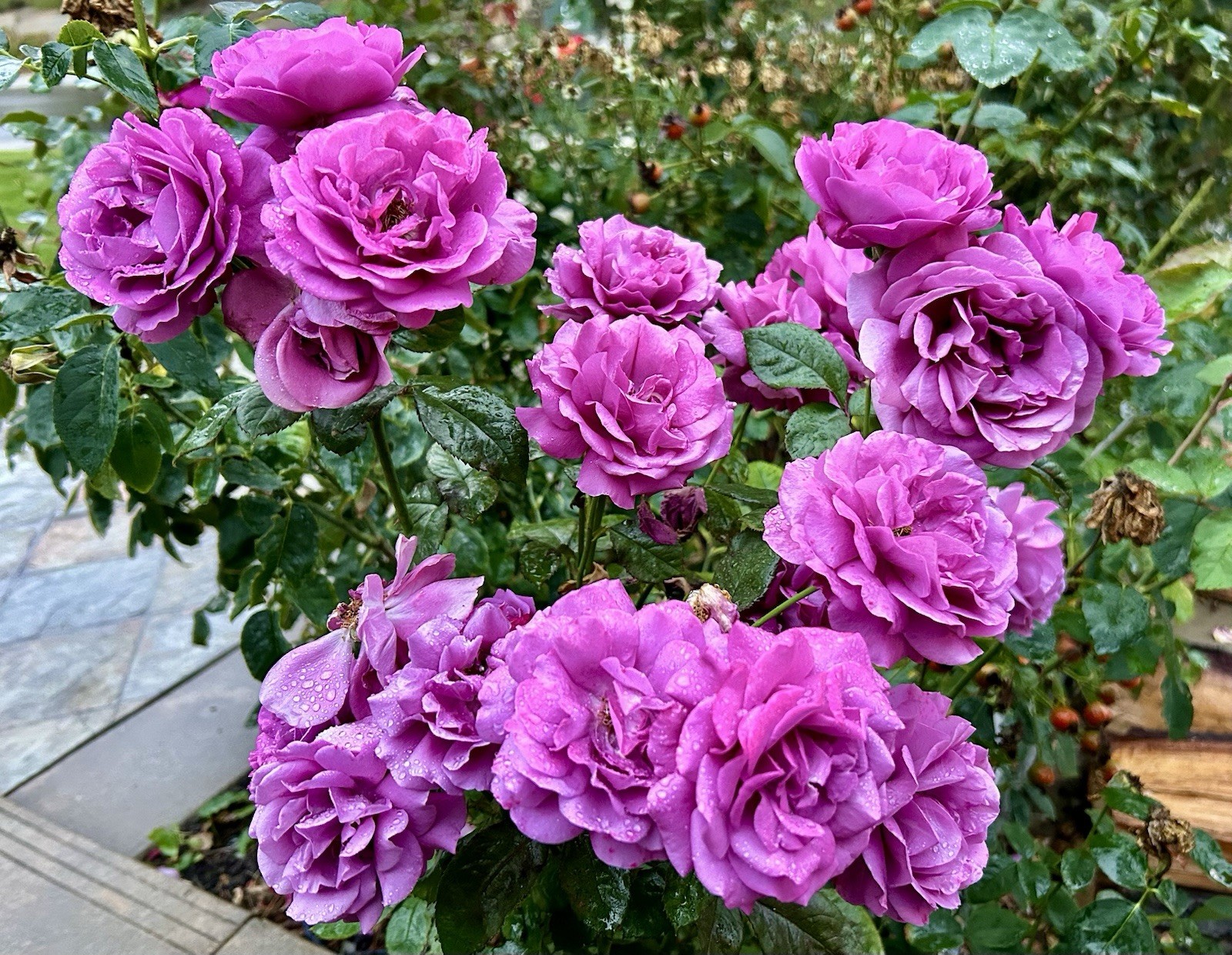 Fragrant-Cluster-Purple-Pink Rose, Arctic Blue Rose – 5 Cuttings for planting