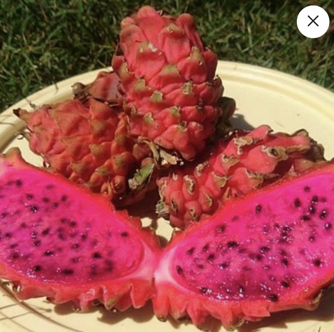 ULTRA RARE Desert King Dragon Fruit 12″ (1)+Frankie Red 12″(1) flesh cutting