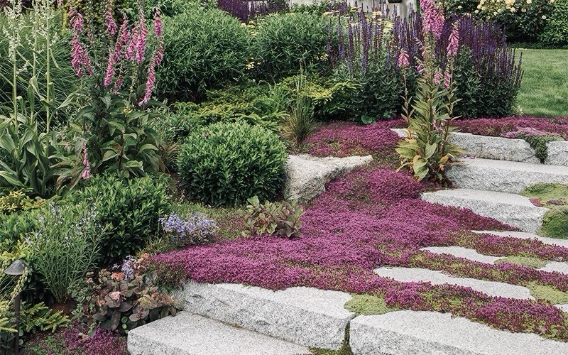 100,000 Bulk Creeping Thyme (Thymus Serpyllum) Seeds- Perennial, NON-GMO