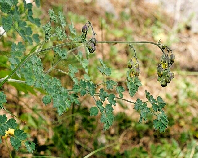 Foamy meadowrue 30 seeds, Thalictrum Isopyroides, hardy perennial yellow flowers