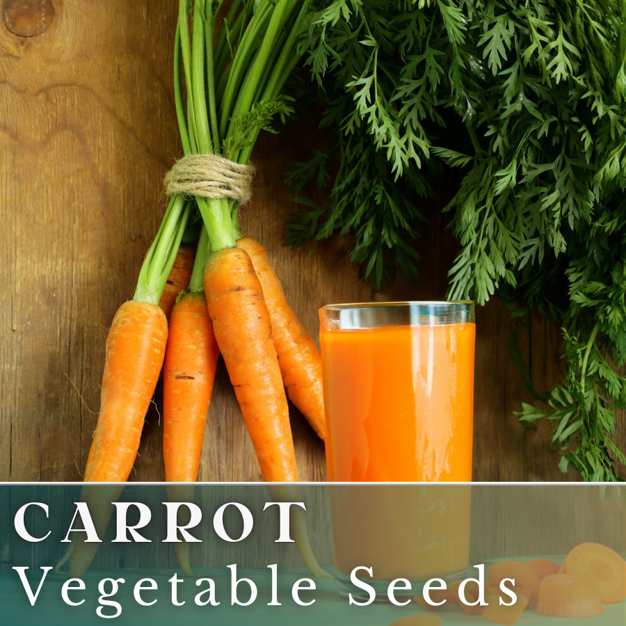 Carrot Vegetable Seeds 400+ Seeds Garden Seeds, Non GMO, Multiple Varieties
