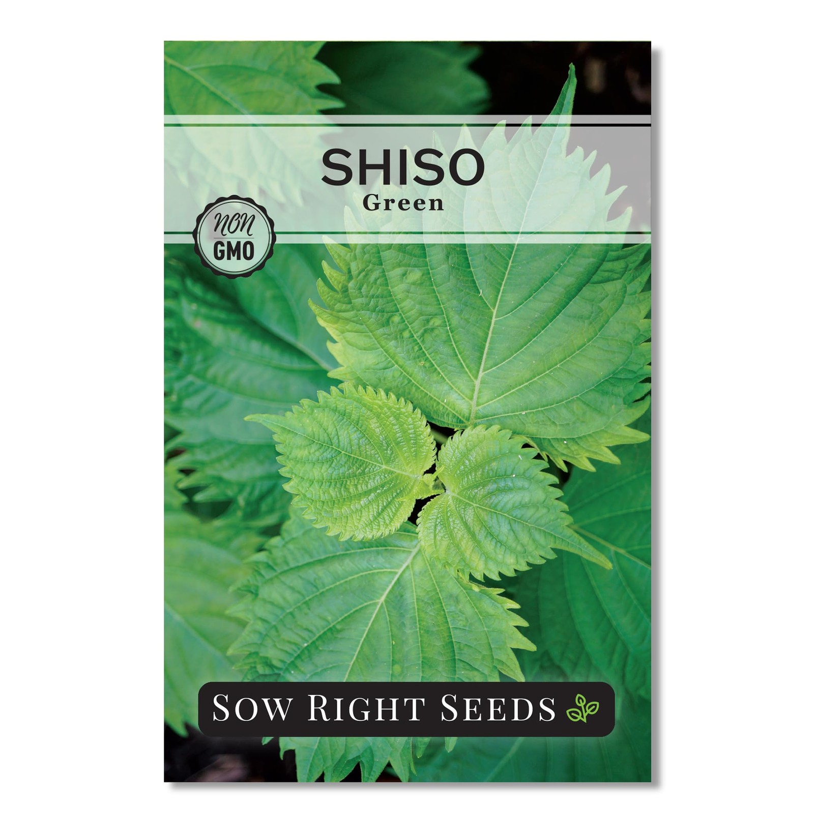 – Green Shiso Seeds for Planting – Perilla Seeds Japanese Shiso – Non-GMO Hei…