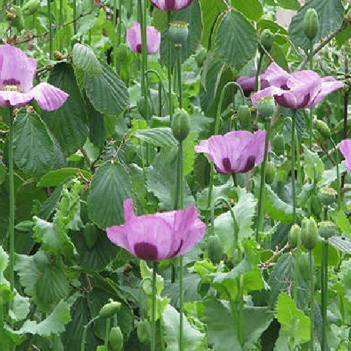 20,000 Stratified Hungarian High Germination Pap. Somiferum Poppy Seeds To Plant