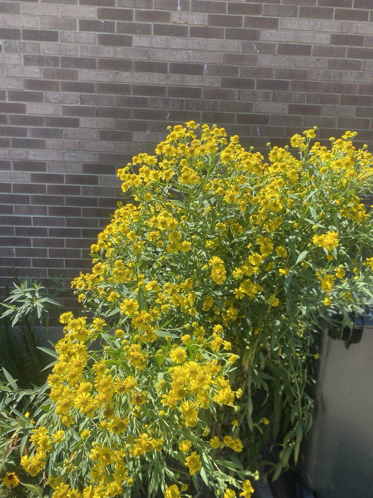 Sneezeweed Yellow Flower Outdoor Perennial Plant Seeds