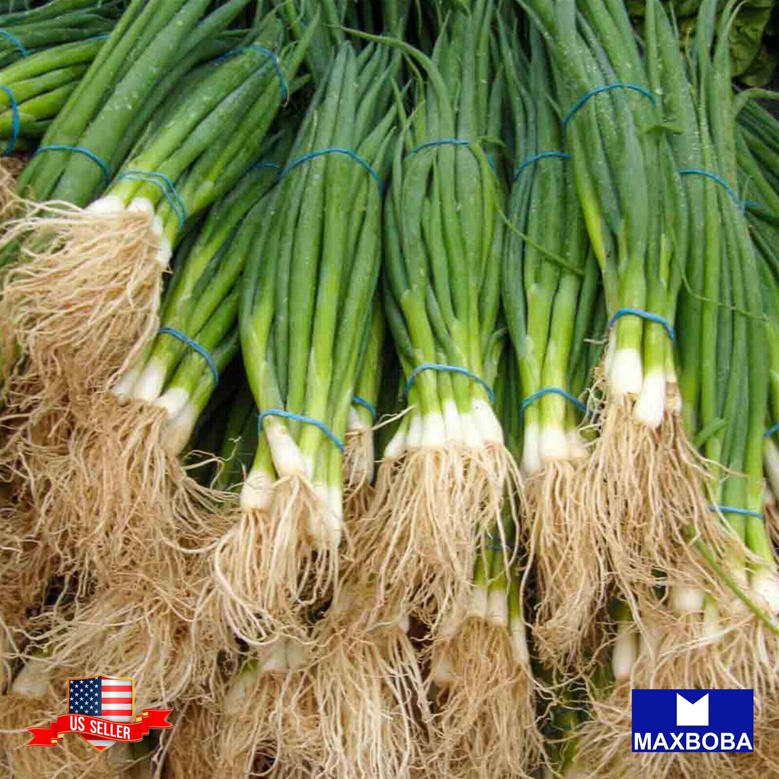 150+ Tokyo Long White (Organic) Onion Seeds – Bunching Non-GMO BTGO 75% OFF