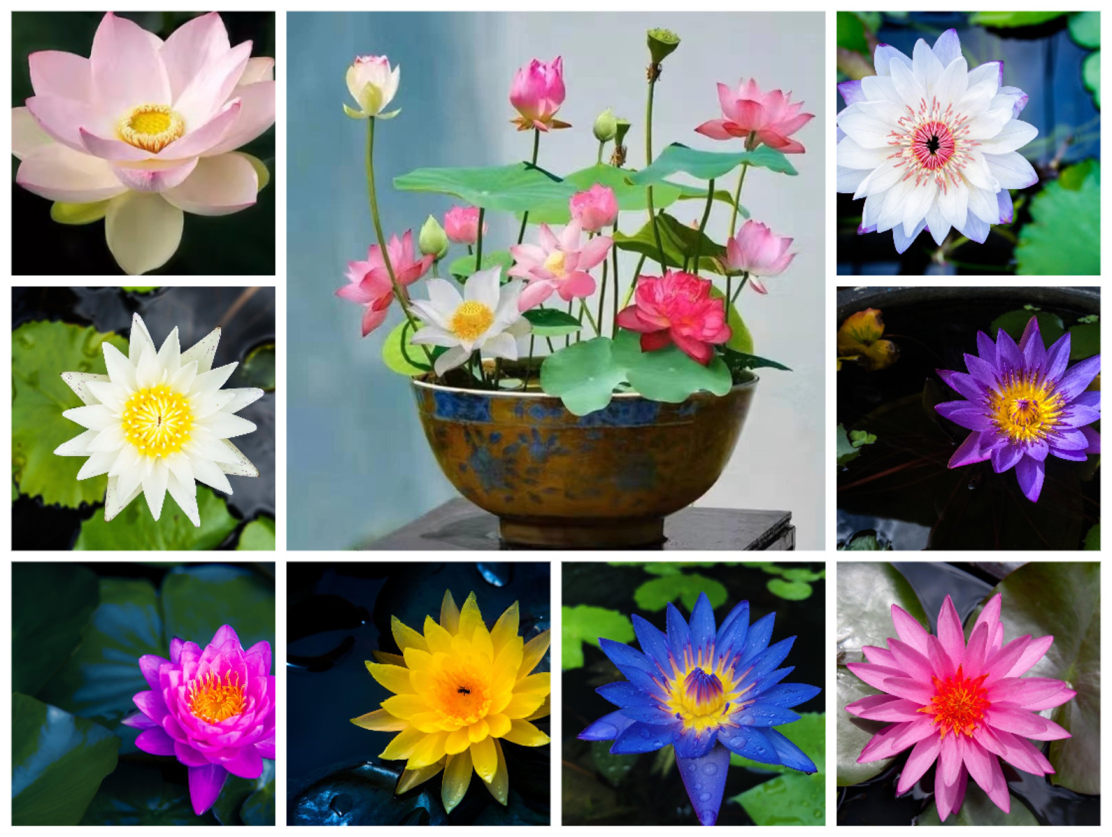 30 Mixed Color Bowl Lotus Seeds Mini Aquatic Water Lily Pot Flower Non-GMO