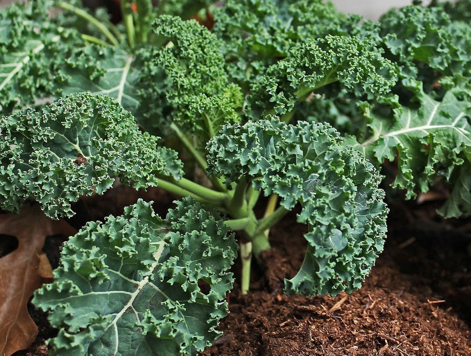 Blue Vates Kale Seeds- Heirloom- 500+ Seeds $1.69 Max. Shipping/order