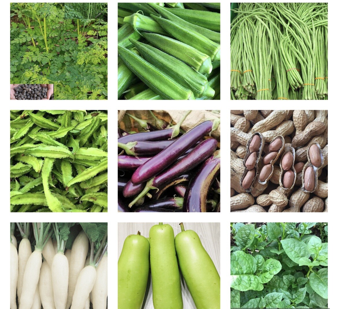20 Variety (Packets) Asian Vegetable Seeds-Grow Your Own Food! Check Description
