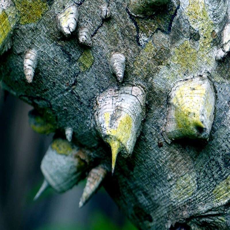 20 HERCULE’S CLUB TREE SEEDS (Zanthoxylum clava-herculis) Prickly Ash Fast Rare
