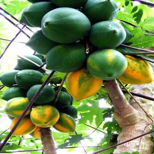 40 RARE “Dwarf Solo Waimanalo Tree Seeds” (Carica Papaya) Fast Fruit Houseplant