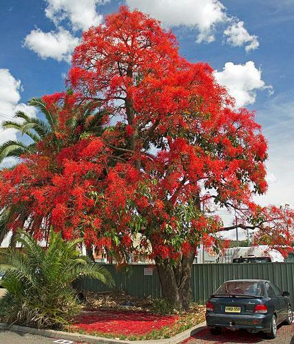 Brachychiton acerifolius | Flame or Lacebark Tree | 10 Seeds