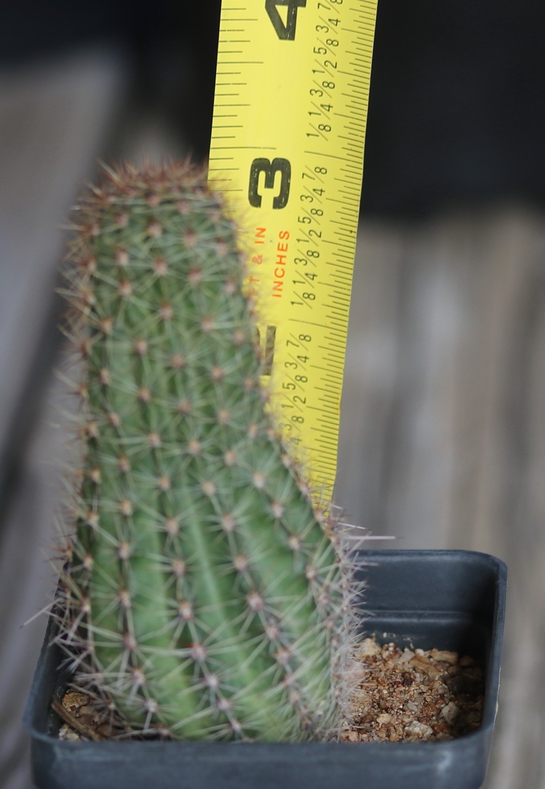 Echinopsis hybrid ‘Orange Cups’