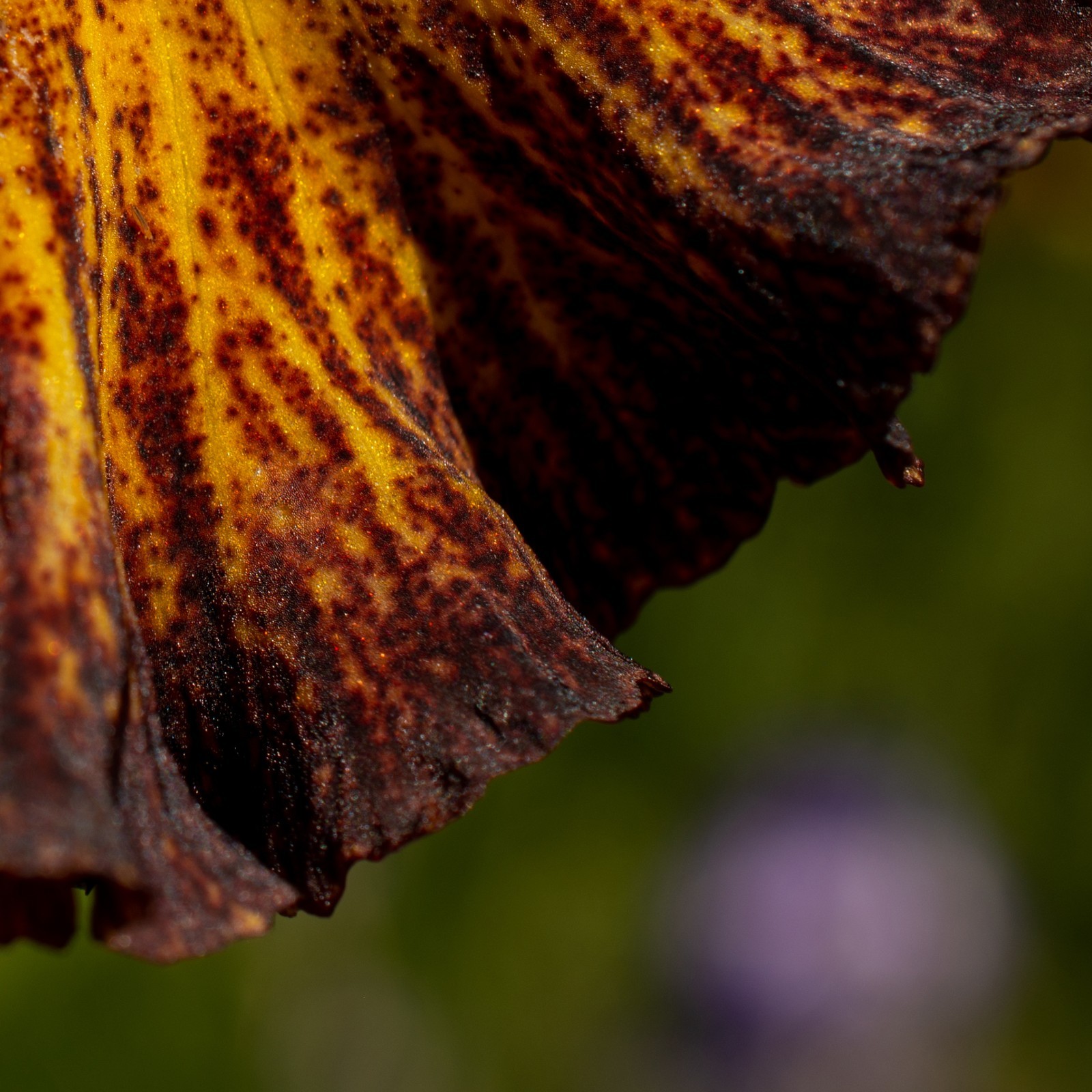 **SORBONNE** Tall Bearded Iris. Pre-Order, Combined Shipping: Jul – Sep