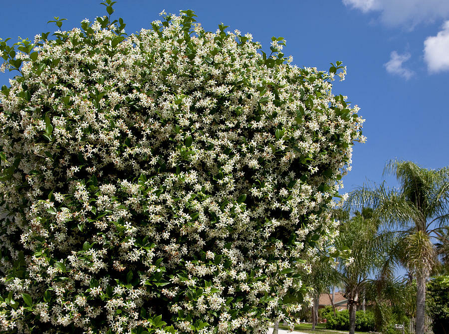 ~~CONFEDERATE STAR JASMINE~~Rooted STARTER Plant~~Extremely Fragrant Vine~~USA