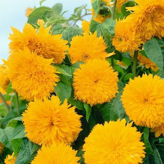Sunflower HERE COMES THE SUN Mix 6 Types Bees Love Sunflowers! Non-GMO 50 Seeds!