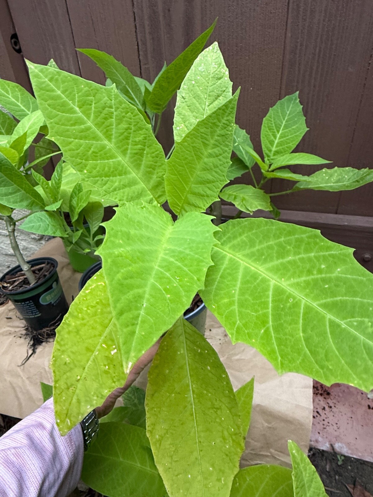 1 Live – Starter Plant, Yellow Angel Trumpet (Brugmansia) Tropical Plant.
