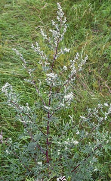 Artemisia vulgaris | Common Mugwort | Sailor’s Tobacco | Felon Herb | 20 Seeds