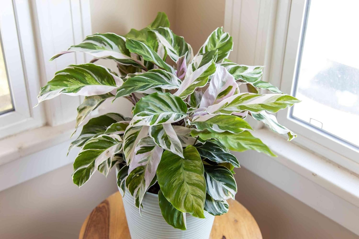 100pcs Green Calathea Plant Seeds for Planting, Tropical Foliage Seeds for In…