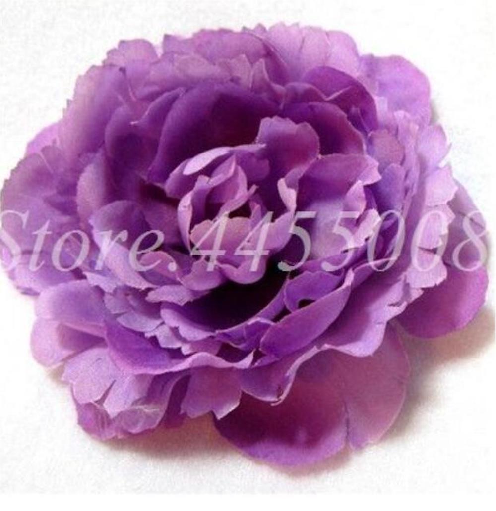 20 PEONIES FLOWER SEEDS rare exotic blossom bloom plant garden germination B