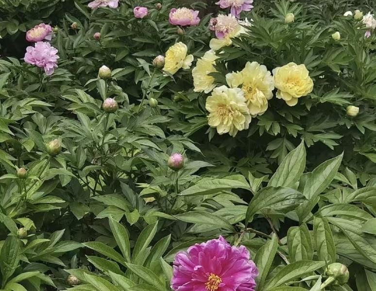 10 Golden yellow peony seeds, emitting a pleasant fragrance. Free shipping