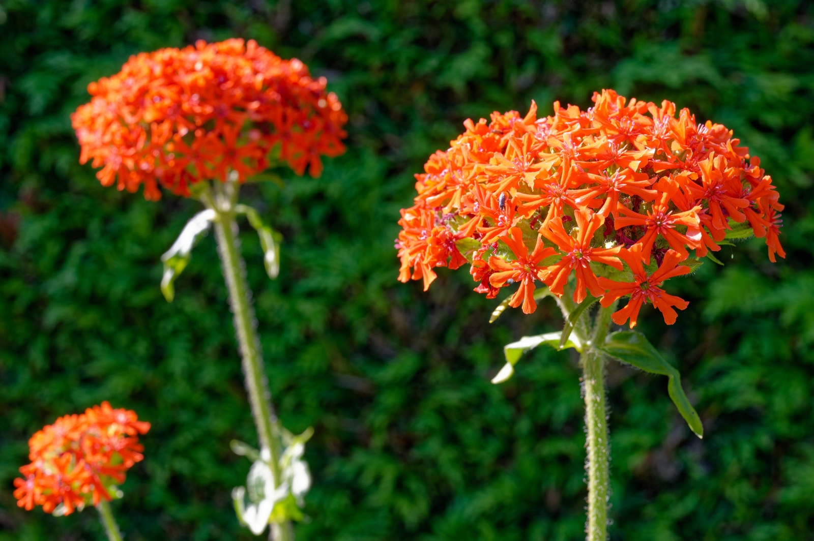 300 MALTESE CROSS (Jerusalem Cross / Campion) Lychnis Chalcedonica Flower Seeds