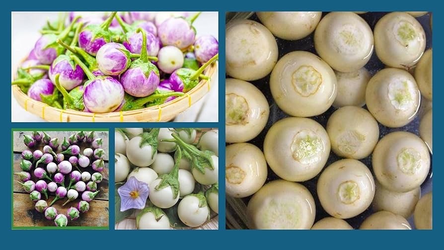 100++ Organic Thai small Mix white + Purple+ Green Eggplant Seeds – Hạt Cà Pháo