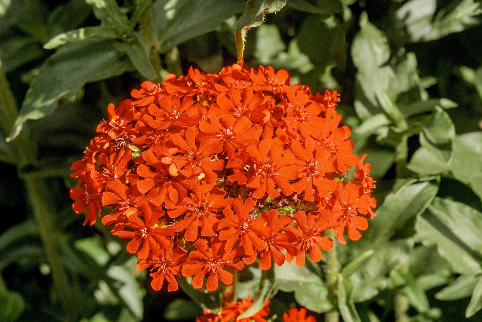 300 MALTESE CROSS (Jerusalem Cross / Campion) Lychnis Chalcedonica Flower Seeds