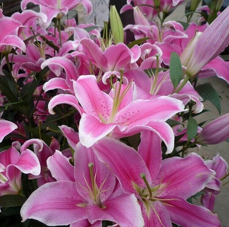 50pcs Pink Rare Lily Flower Seeds Planting Flower Lilium Perfume Garden. (#9622)