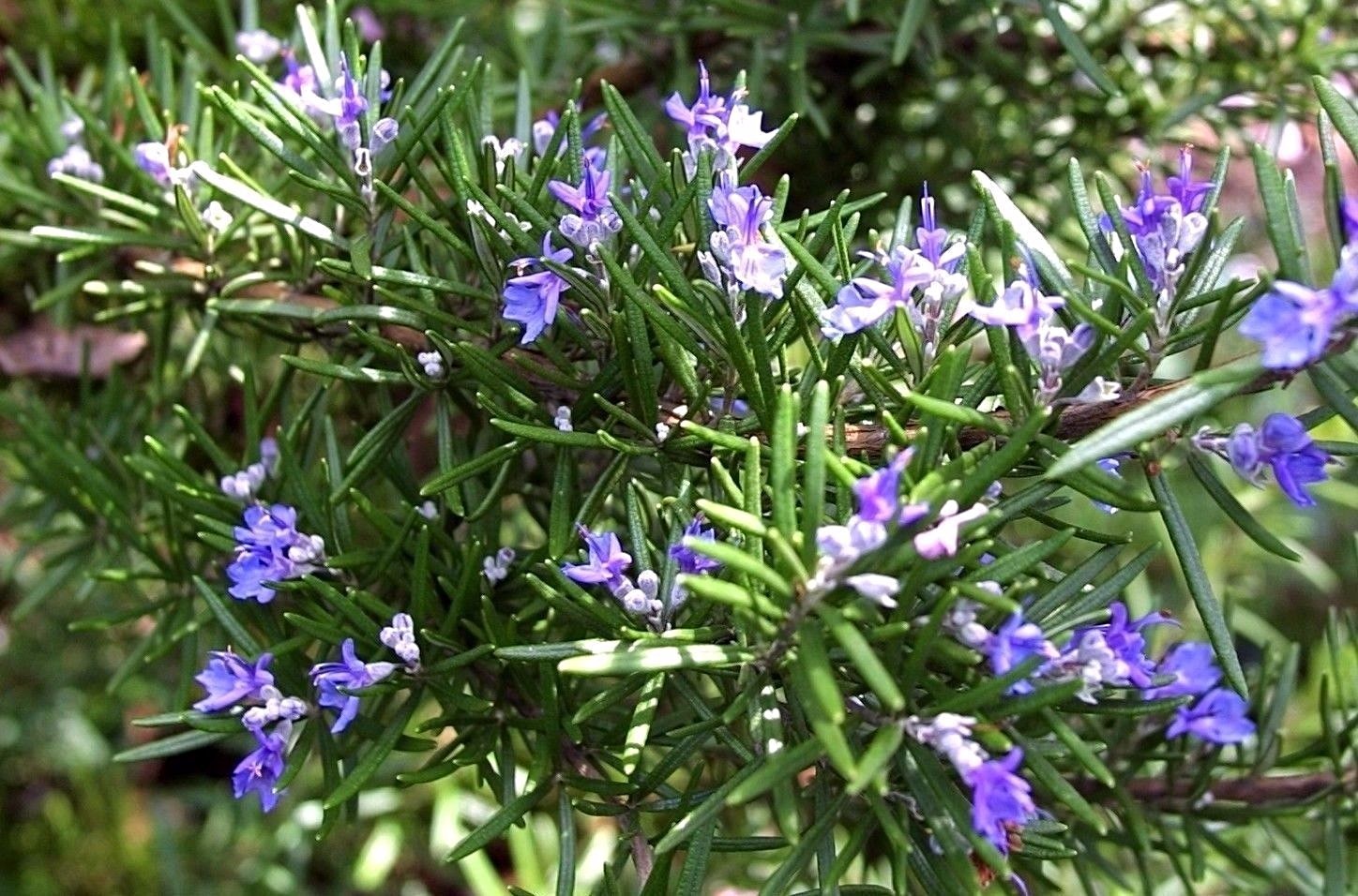 Rosemary Seeds, NON-GMO, Heirloom, Variety Sizes, Anthos, FREE SHIPPING