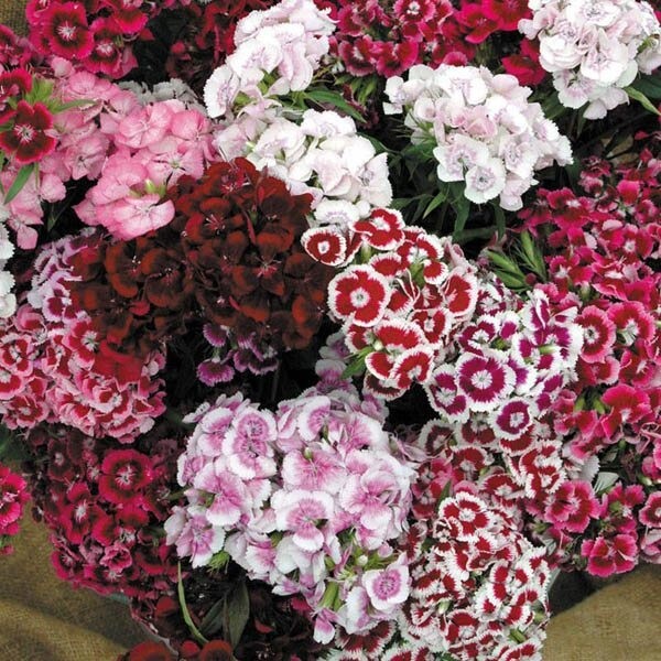 75+ Sweet William Super Duplex Mix seeds