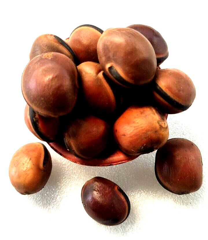 Natural AT3 seed | Marbles, At3 For African Spirituality (3 Seed/At3 ) Small Nt3