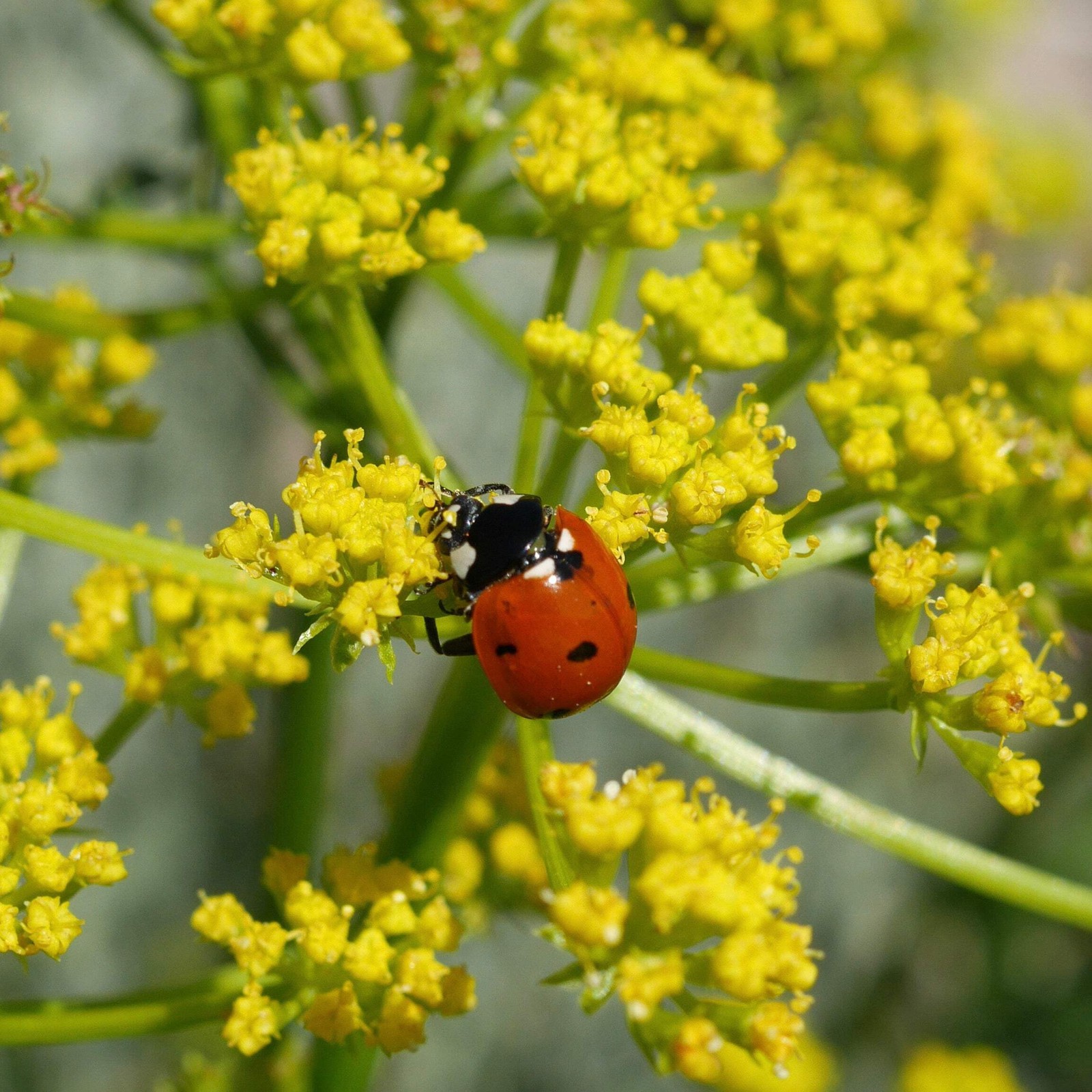 Lomatium Seeds (Lomatium dissectum) ~Traditional Herb Native Pollinator Garden