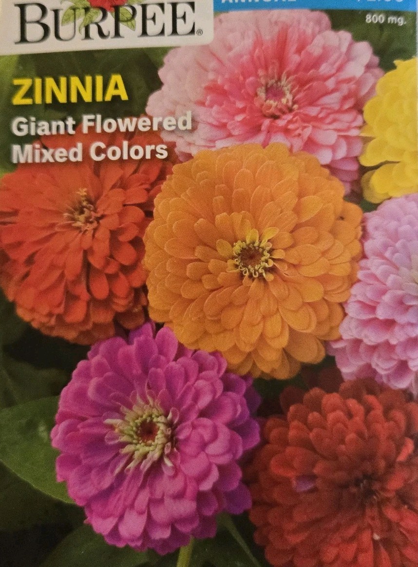 BURPEE ZINNIA Giant Flowered Mixed Colors ANNUAL 800mg