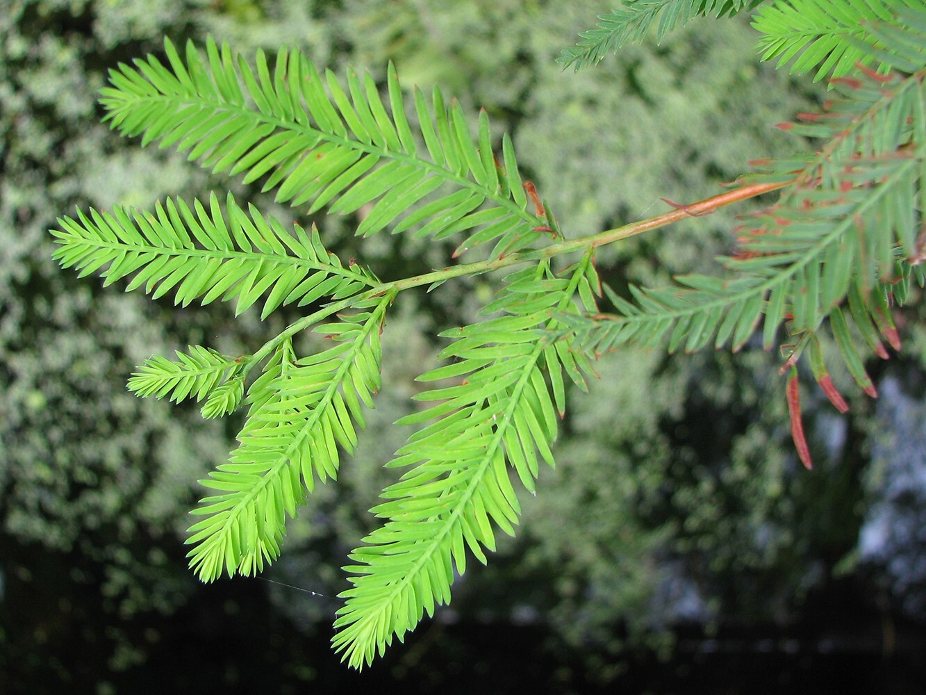 Northern Bald Cypress Tree | Premium Seeds | Taxodium distichum Summer | Plants’