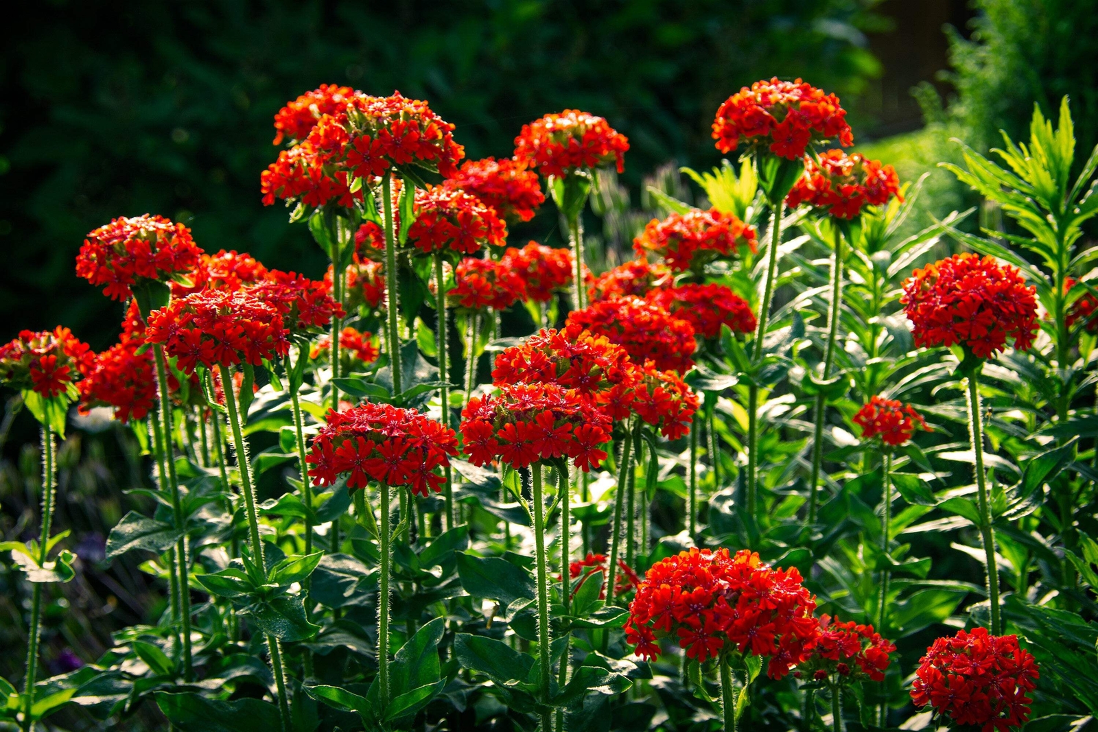 70 RED LYCHNIS Chalcedonica / Rose Campion / Catchfly Flower Seeds *Flat S/H