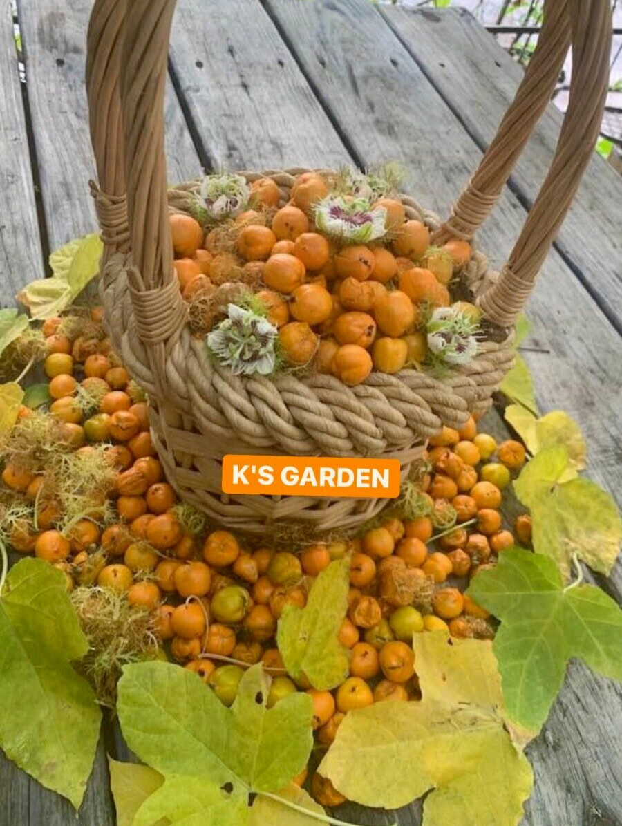 PASSIFLORA FOETIDA WILD MARACUJA, CHÙM BAO, NHÃN LỒNG, LẠC TIÊN (15pcs)