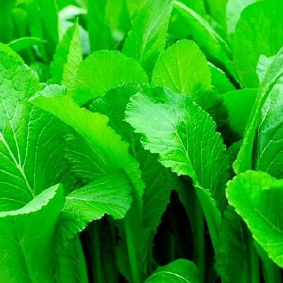 MUSTARD * Florida Broadleaf, 250+ Seeds. Heirloom ~ Organic.