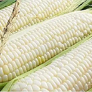 Ohio Heirloom Silver Queen Sweet Corn Seeds – Planting Excellence with 50+ Premi