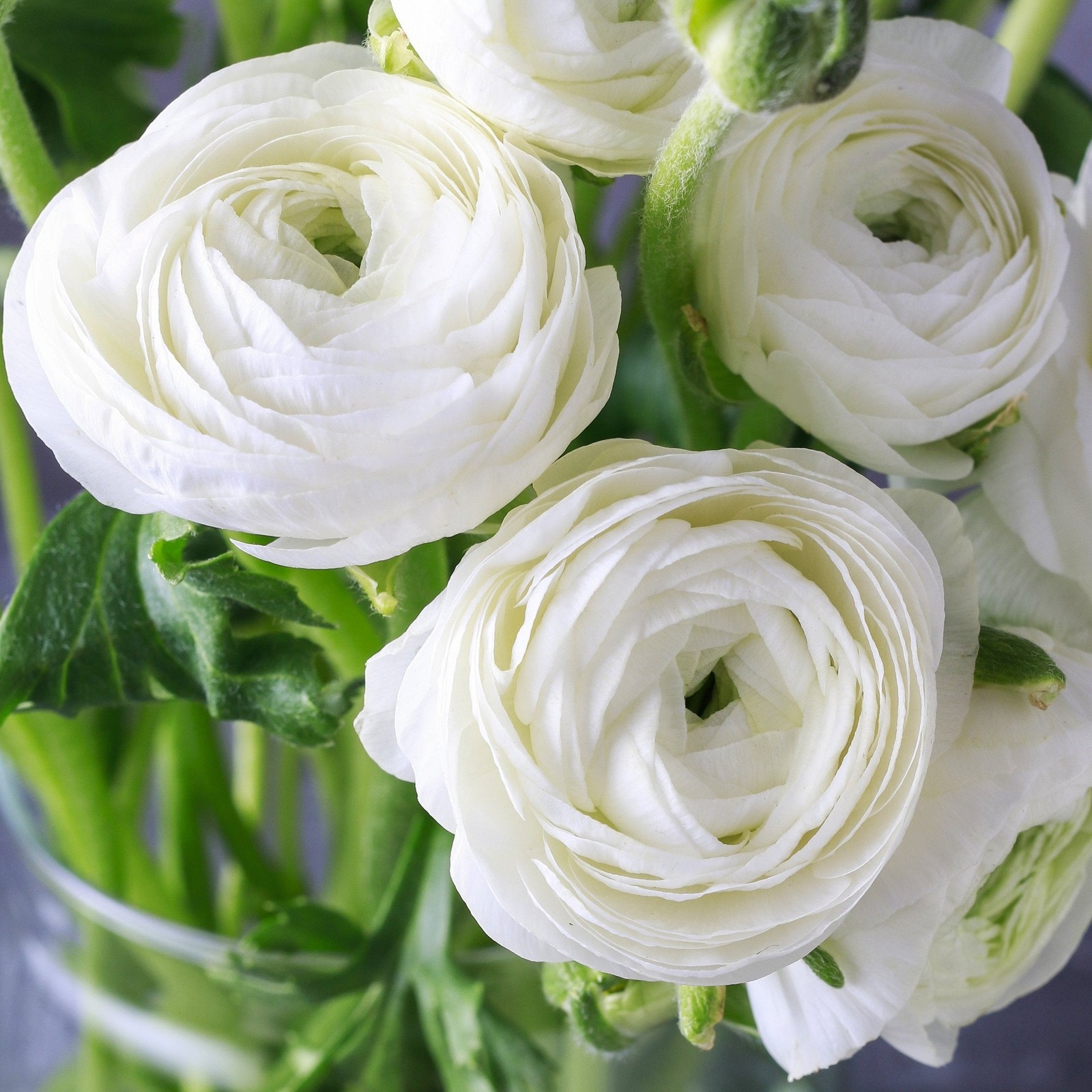 Easy to Grow Ranunculus Buttercup White 10 Plant Bulbs, Spring Flowers
