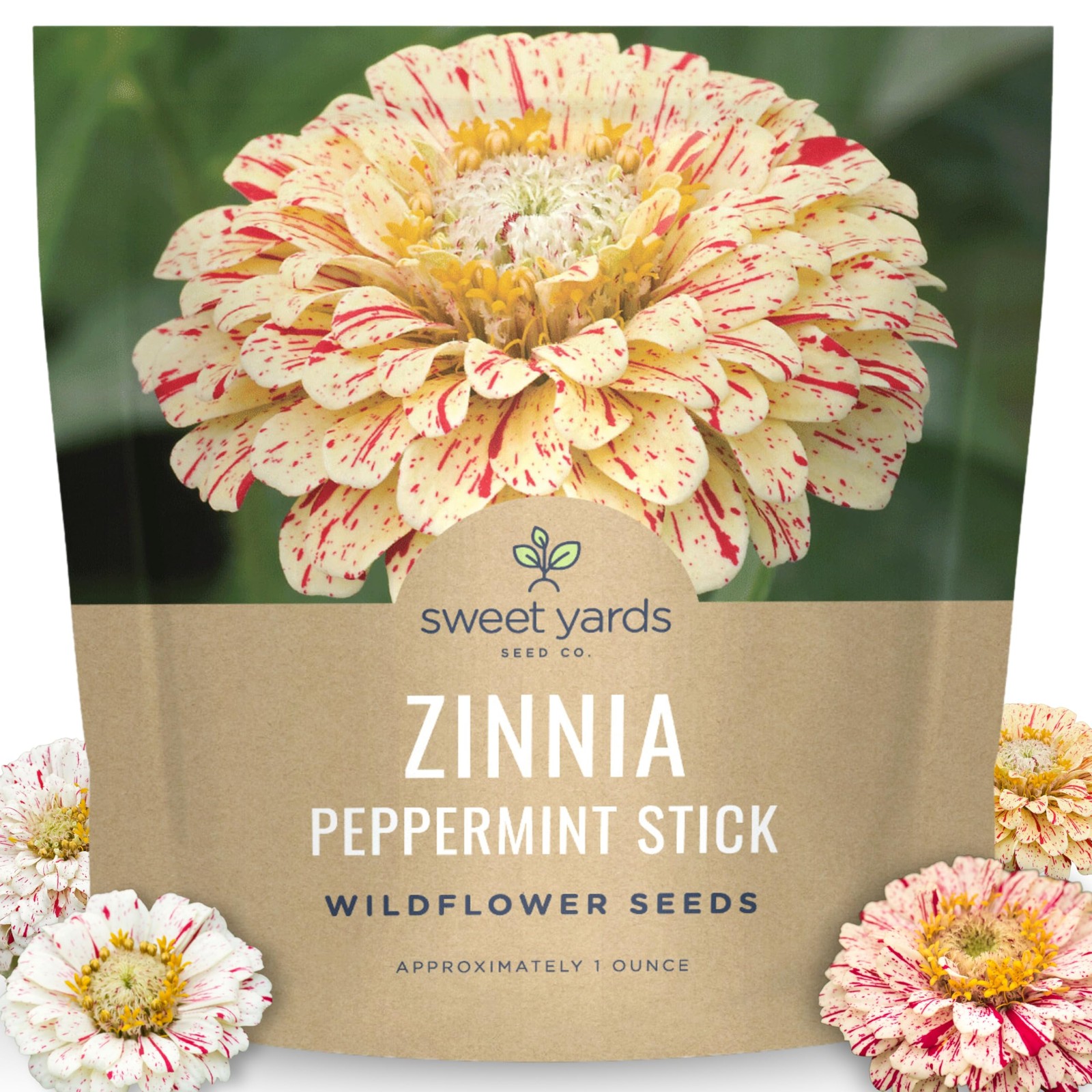 Zinnia Peppermint Stick Large 1 Ounce Packet 4,000 Flower Seeds For Plant