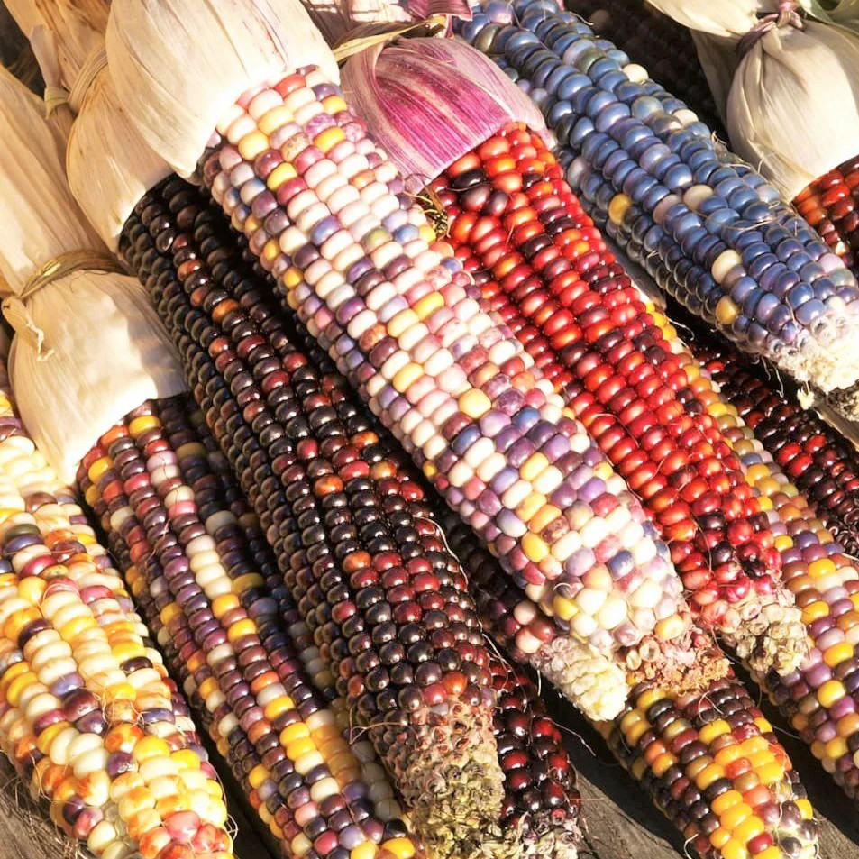 Rainbow Ornamental Corn Seeds | Multicolor Indian Dent Flint Popcorn Seed 2024