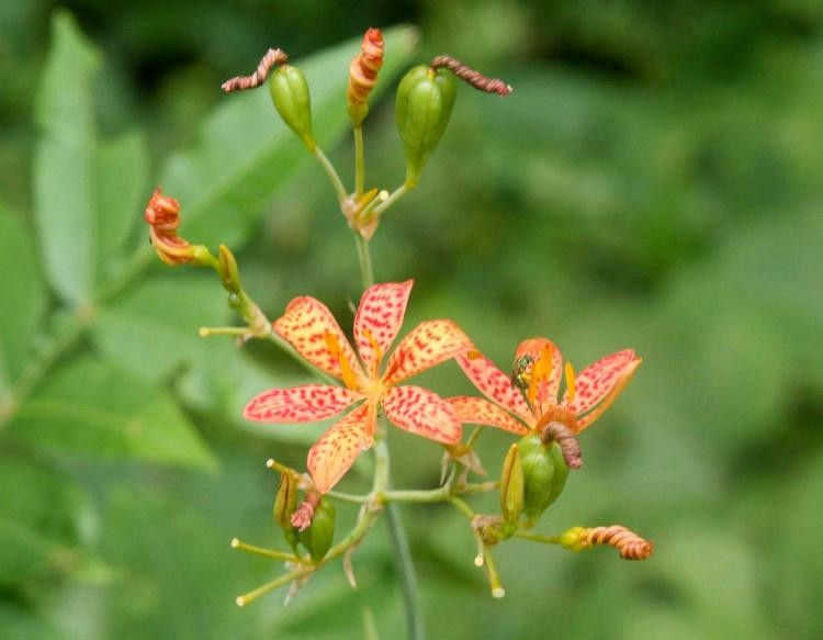 2 Blackberry Lily (aka- Leopard lily)~live, shipped bare-root