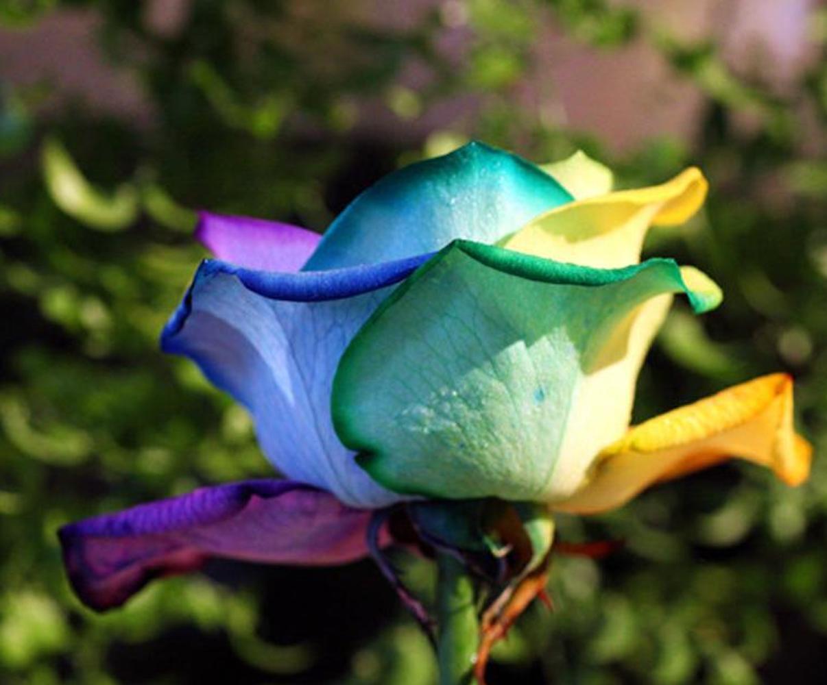 25 RARE RAINBOW ROSE SEEDS perennial hybrid tea flower garden USA SELLER W/TRACK