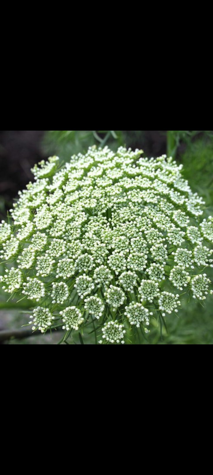 Queen Anne’s Lace Variety: Dara Daucus, White Dill, Green Mist